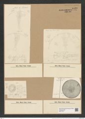 Actinocyclus subtilis (Greg.) Ralfs. (de-Toni-Nr.: Genus 195, Species 4786) Zeichnungen Sammlung Grunow Nr. 8430 (NHMW-BOT-W0377877)